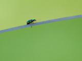 Little Emerald Bug on WIndow