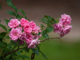 Tea Rose Bush Flowers