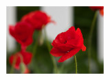 Poppy n White Fence.jpg