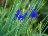 Iris.jpg
