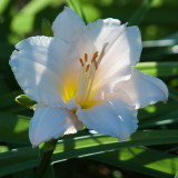 Backlit White Lily.jpg