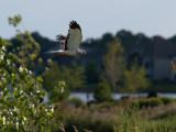 Northern Harrier.jpg