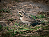 Horned Lark 3.jpg