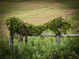 Wood Fence Posts w Vine.jpg