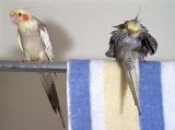 Bathing Beauties