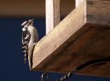 Hairy Woodpecker 2