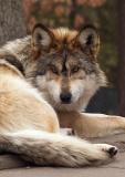 Mexican Grey Wolf