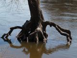 Tree Roots, Water Rising