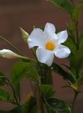 Bright White Flower