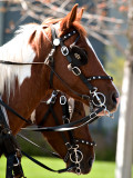 A-2 The Wagon Train_51.jpg
