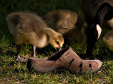 Goslings Are Too Cute_3.jpg