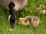 Goslings_13.jpg