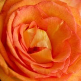 Rose .jpg