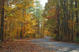 Golden Carolina Country Road