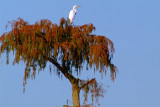 Egret in Fall Cypress
