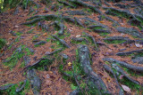 Pine Forest Carpet