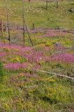 Fireweed Valley