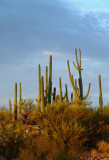 Sunlit Hilltop Saguaro