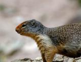Columbian Ground Squirrel