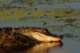 Sunset Alligator