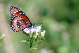 Kansas Butterfly