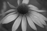 Cone Flower.jpg