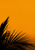 Orange delight ...