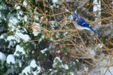 The Bluebird of Happiness ...