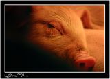 Lullaby