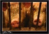 Cellmates