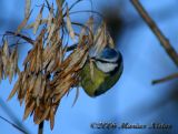 Parus caeruleus