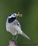 Motacilla alba