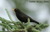 Turdus merula