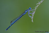 Platycnemis pennipes - male