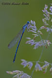 Platycnemis pennipes - male