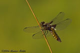 Libellula depresa - female