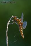 Libellula depresa - female