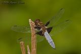 Libellula depresa - male