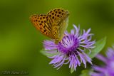 Argynnis paphia