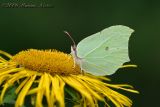 Gonepteryx rhamni