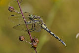 Orthetrum albistylum