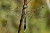 Orthetrum albistylum