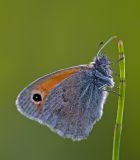 Coenonympha pamphilus