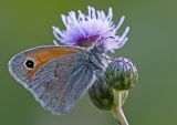 Coenonympha pamphilus