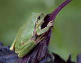 Hyla arborea 