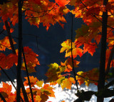 Rouge flamboyant...