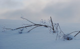 Winter gems...
