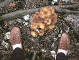 Champignons  mes pieds