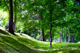 PhotographyBB_TreesPark.jpg