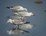 Dunbekmeeuw / Slender-billed Gull